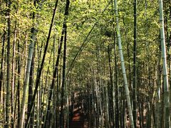 -南京市无想山景区