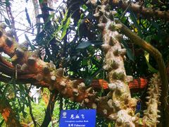 -中国科学院西双版纳热带植物园