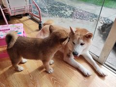 -柴犬高等学院·狗咖·柴犬售卖·宠物训练