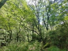 -牛背梁国家森林公园