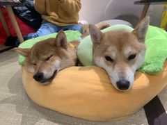 -逗柴咖啡屋·狗咖猫咖宠物桌游