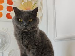 -团子家猫咪猫咖馆·柯基·柯尔鸭