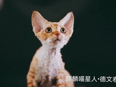 -70cat德文卷毛猫·缅因猫纯种猫舍