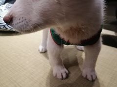-逗柴咖啡屋·狗咖猫咖宠物桌游
