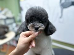 -鑫艺宠物美容培训学校