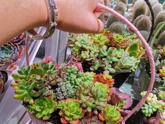 -KKV(深圳宏发大仟里店)