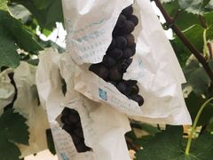 -马陆小张葡萄园农家乐