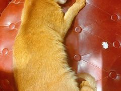 -猫小院猫主题餐厅(三里屯店)
