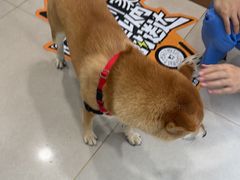 -佳雯宠物医院·皮肤科·内外科(春晓路分院)