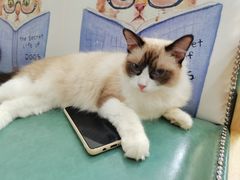 -李小姐の猫咖啡馆(五角场店)