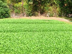 -重元寺香积厨素斋馆