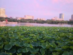 -莲花池公园