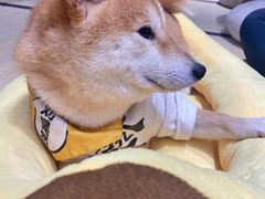 -逗柴咖啡屋·狗咖猫咖宠物桌游