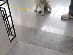 -pd派德宠物中心医院24H急重症·眼科中心·血液透析中心(嵩山北路店)