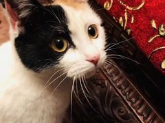 -纳吉亚猫专科动物诊疗中心(蒋宅口分院)