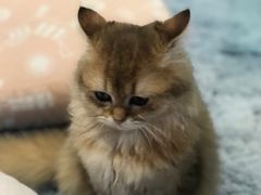 -momokira米努特·德文卷毛猫·棉花面纱犬