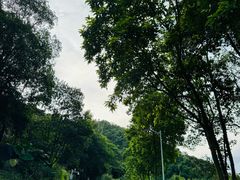 -火炉山森林公园