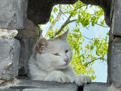 -翼松楼餐厅