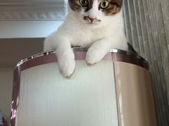 -御宝贝·A梦猫科宠物医院(国际猫友好医院)