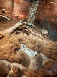 -Zoolung Zoolung动物主题公园(海信广场店)