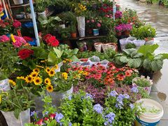 -平吉花卉市场