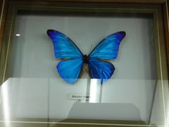 -上海大自然野生昆虫馆(东方明珠·爬宠昆虫探索中心)
