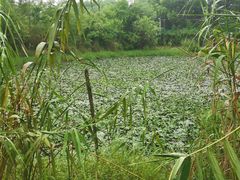 景点-长田漾湿地公园