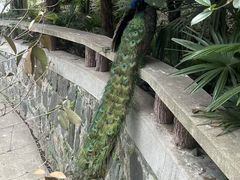 -合肥野生动物园