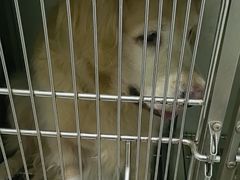 -佳雯宠物医院·皮肤科·内外科(春晓路分院)