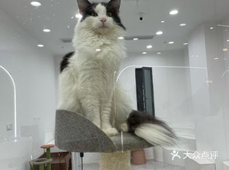 撸猫,洗猫,养猫,一条龙服务 老板很内行的感觉
