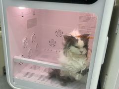 -爱洗澡的猫(天河路店)