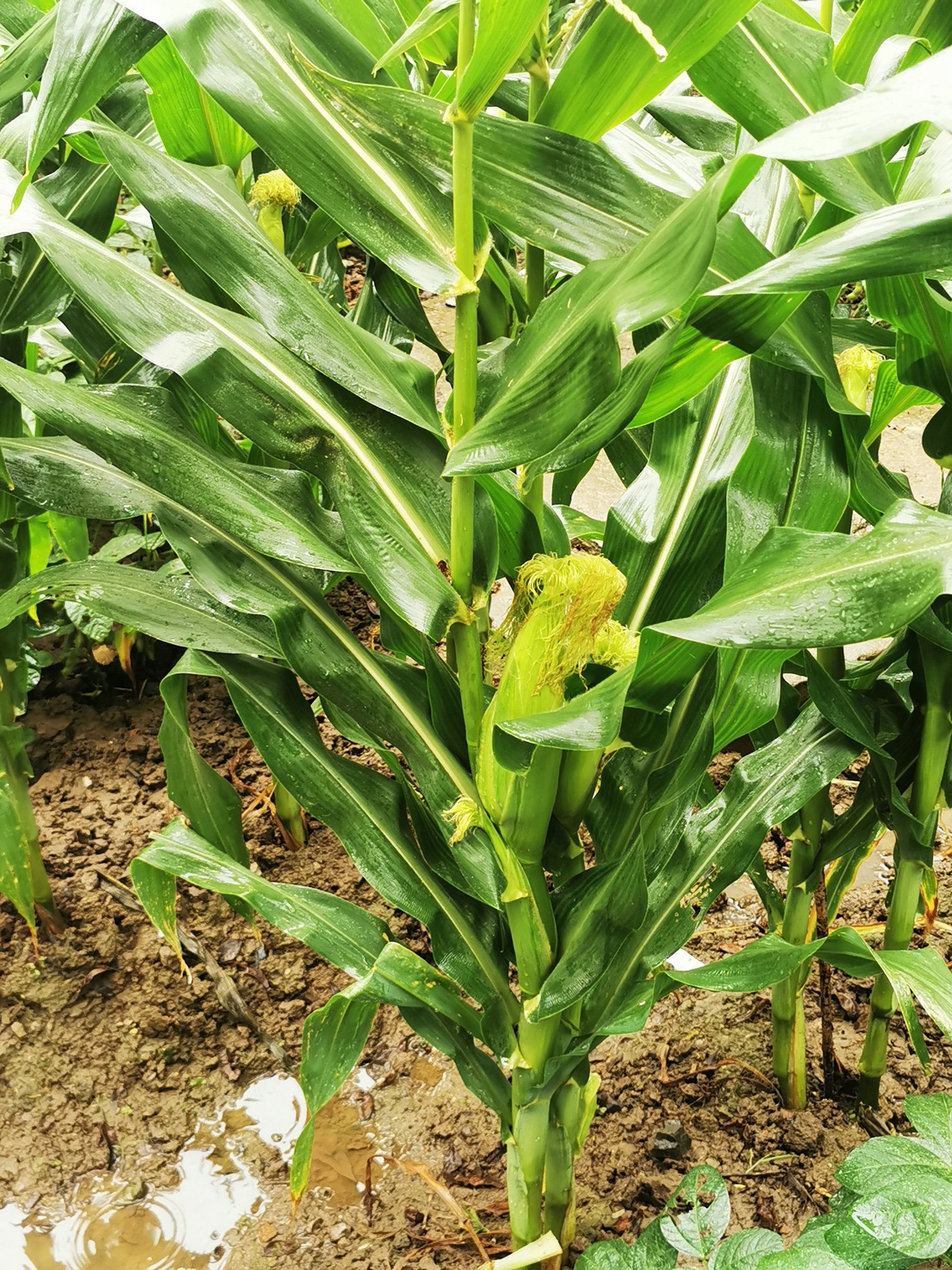 菜园子里的玉米可以吃啦