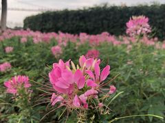 -花博汇(知音花月夜)