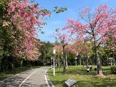 -顺峰山公园