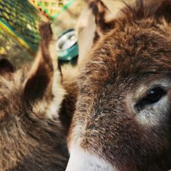 -萌宠亲子动物乐园(槐房万达店)