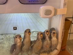 -吉丁鸟咖·异宠·寄养