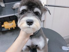 -小尾巴宠物店(万科·金域华庭店)