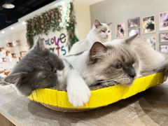 -藏猫猫咖啡主题馆(中央大道店)