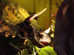 -恐龙探索乐园(磁器口店)