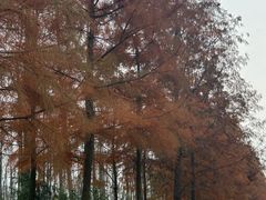 -合肥滨湖国家森林公园