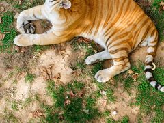 -西霞口神雕山野生动物世界