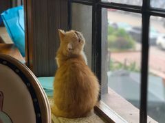 -more than meow吴止猫主题餐厅(承德 中船汇店)