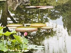 -国家植物园南园