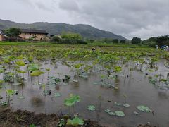 -福建土楼(南靖)景区
