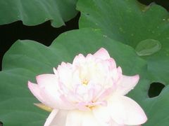 -荷塘月色湿地公园·向阳花洲