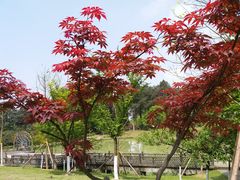 -铁山坪森林公园