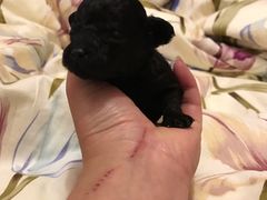 -爱宠屋pet shop·宠物洗澡·宠物美容