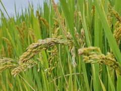 -上海佘山国家森林公园天马山园