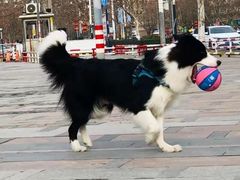 -艾贝尔宠物医院·狂犬免疫点(江山金象城店)