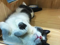 -屋虎猫馆(宝安大仟里店)